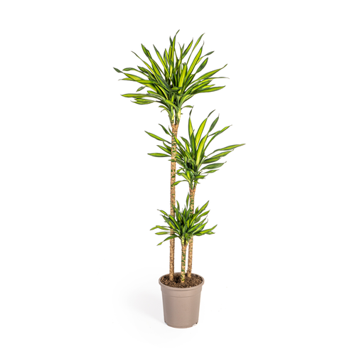"Drachenbaum (Dracaena deremensis) – pflegeleichte Zimmerpflanze, Topf-Ø 24 cm, Höhe ca. 24 cm image"