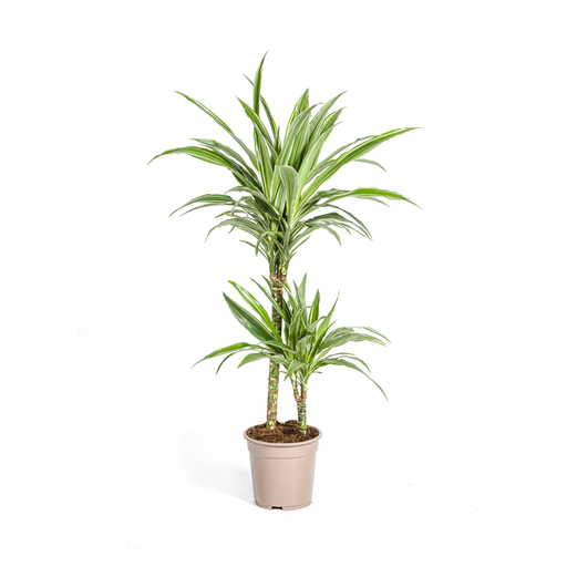 "Dracaena Deremensis Weiß Streifen Ø19cm - ↕70-90cm image"