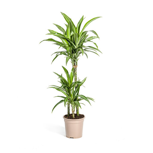 "Drachenbaum (Dracaena deremensis) – pflegeleichte Zimmerpflanze, Topf-Ø 21 cm, Höhe ca. 21 cm image"