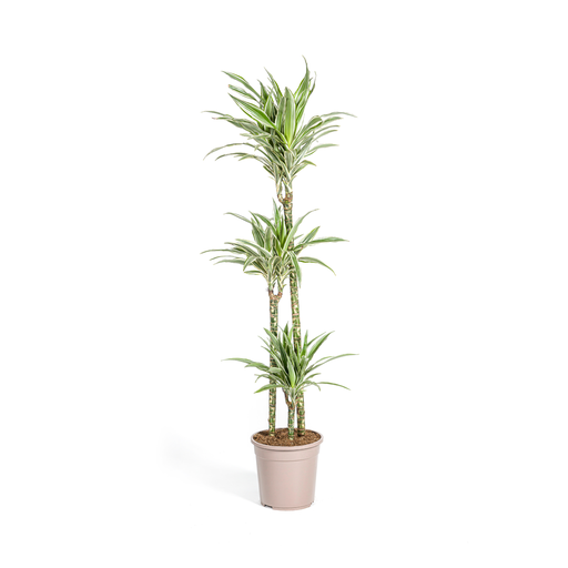 "Drachenbaum (Dracaena deremensis) – pflegeleichte Zimmerpflanze, Topf-Ø 24 cm, Höhe ca. 24 cm image"
