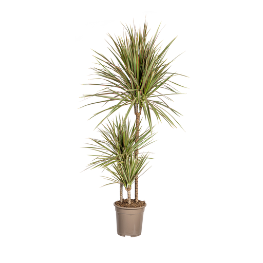 "Schmalblättriger Drachenbaum (Dracaena marginata) – pflegeleichte Zimmerpflanze, Topf-Ø 21 cm, Höhe ca. 21 cm image"