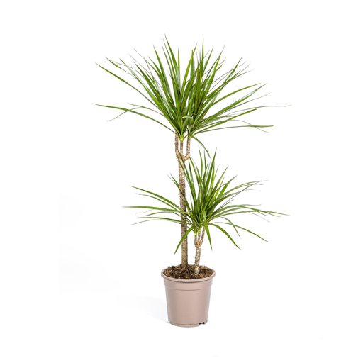 "Dracaena Marginata Grün Ø19cm - ↕70 - 90cm image"