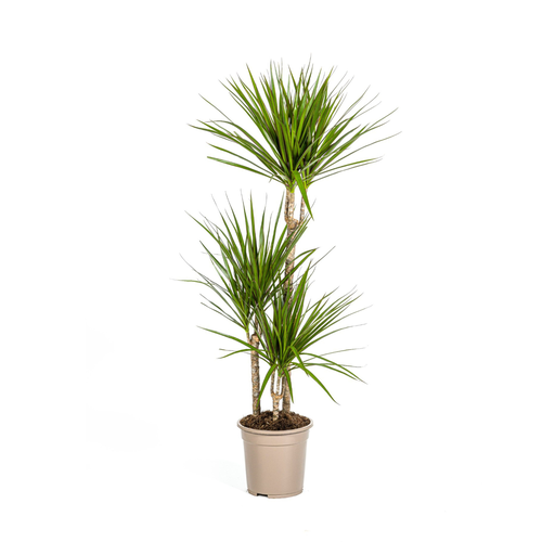 "Drachenbaum (Dracaena marginata) – pflegeleichte Zimmerpflanze, Topf-Ø 21 cm, Höhe ca. 21 cm image"