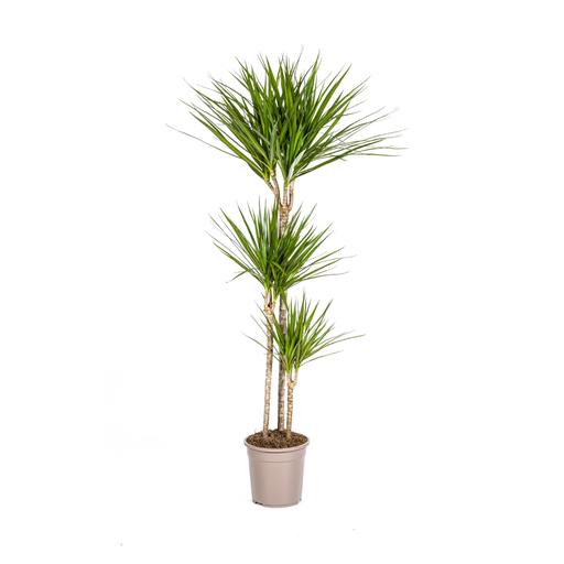 "Dracaena Marginata Grün Ø24cm - ↕130 - 150cm image"