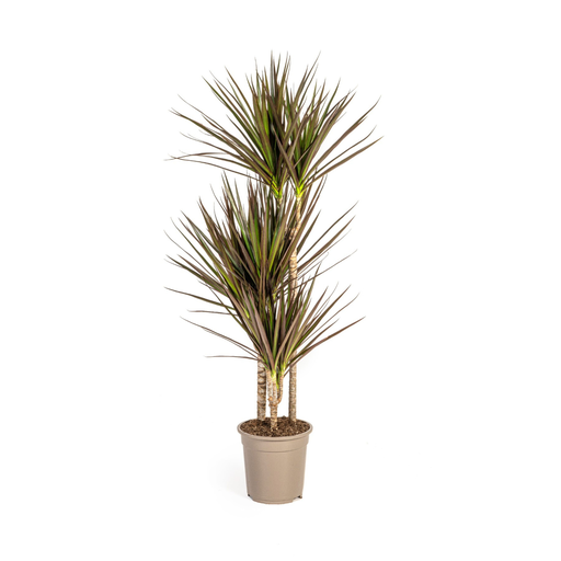 "Dracaena Marginata Magenta Ø21cm - ↕110-130cm image"