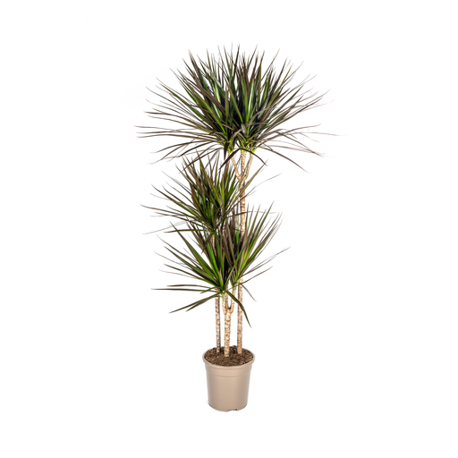 "Drachenbaum (Dracaena marginata) – pflegeleichte Zimmerpflanze, Topf-Ø 24 cm, Höhe ca. 24 cm image"