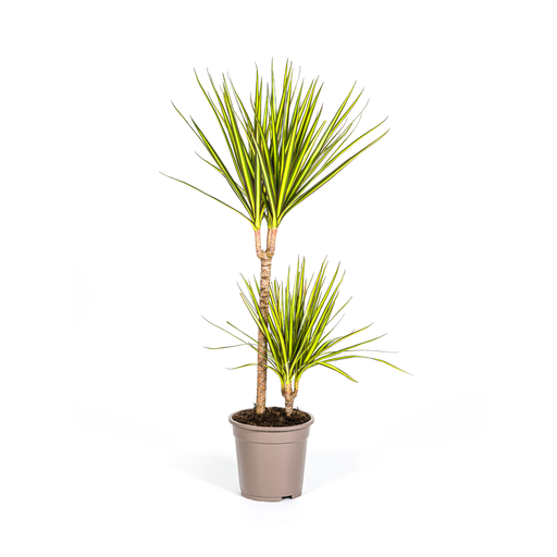 "Dracaena Marginata Sonnenstrahl Ø19cm - ↕80-100cm image"