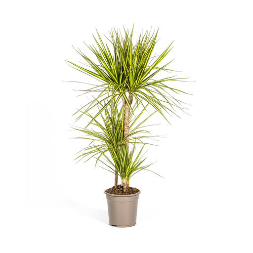 "Dracaena Marginata Sunray Ø21cm - ↕100-110cm image"