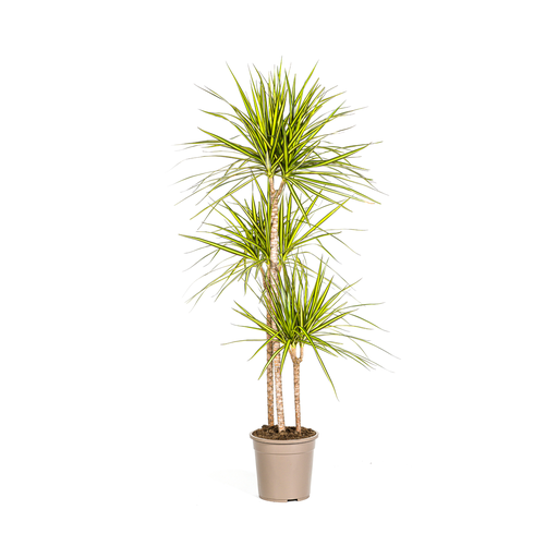 "Dracaena Marginata Sunray Ø24cm - ↕130 - 150cm image"
