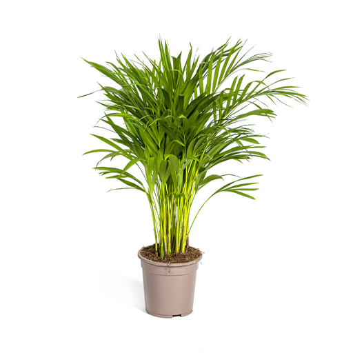 "Dypsis Areca Lutescens Ø19cm - ↕80 - 100cm image"