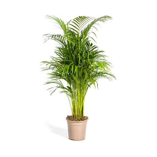 "Dypsis Areca Lutescens Ø21cm - ↕100 - 120cm image"