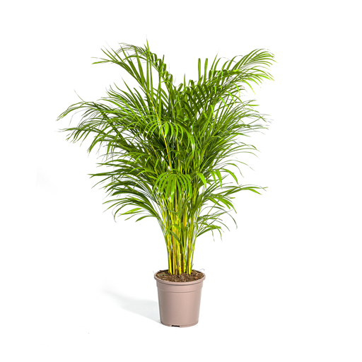 "Dypsis Areca Lutescens Ø24cm - ↕120 - 140cm image"