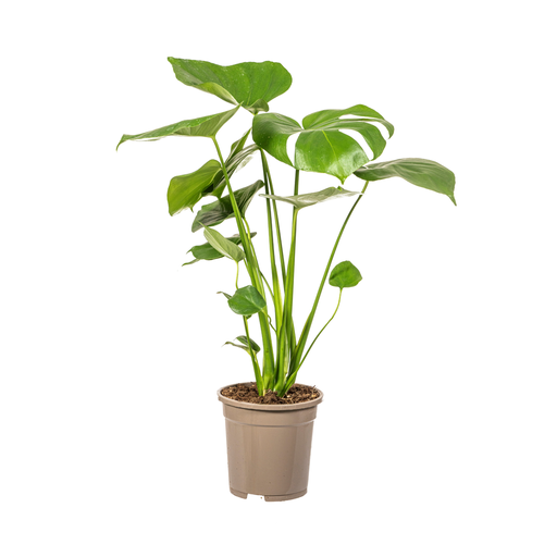 "Monstera Deliciosa Tauerii Ø17cm - ↕50 - 70cm image"