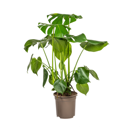 "Fensterblatt (Monstera deliciosa) – pflegeleichte Zimmerpflanze, Topf-Ø 21 cm, Höhe ca. 21 cm image"