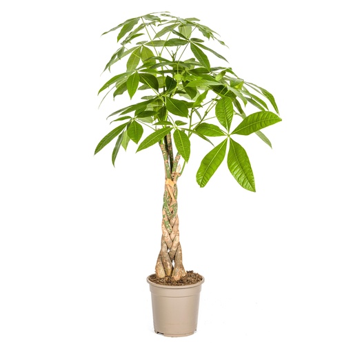 "Pachira Aquatica Ø21cm - ↕90 - 110cm image"