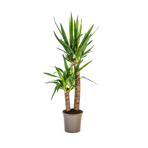 "Yucca Elephantipes Ø19cm - ↕70 - 90cm image"