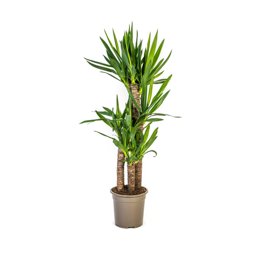 "Yucca Elephantipes Ø21cm - ↕90 - 110cm image"
