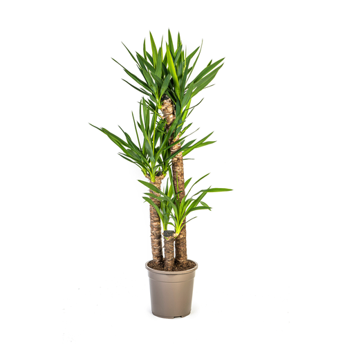 "Yucca Elephantipes Ø24cm - ↕120 - 140cm image"