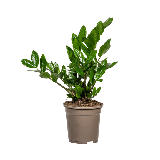 "Zamioculcas Zamiifolia Ø17cm - ↕40-50cm image"