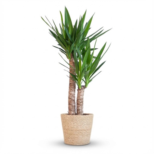 "Yucca Elephantipes mit Zeegras-Korb natur - 90cm - Ø21 image"