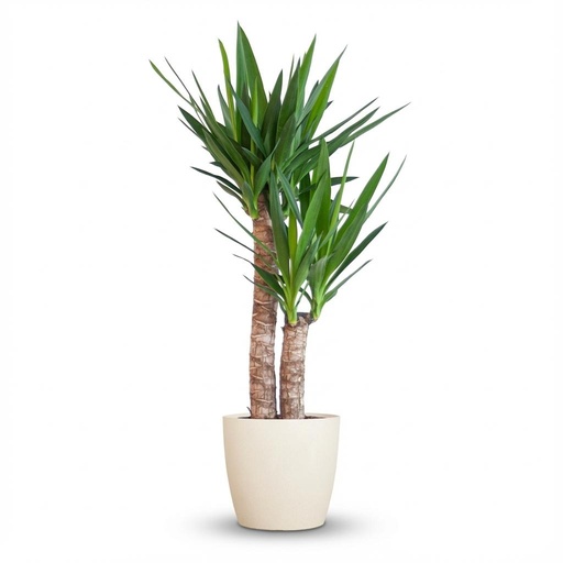 "Yucca Elephantipes mit Potter weiß - 90cm - Ø21 image"