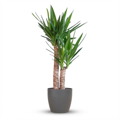 "Yucca Elephantipes mit Potter Schwarz - 90cm - Ø21 image"