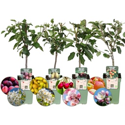 Bio-Obstbäume 4er-Set - Apfel, Birne, Kirsche und Pflaume - 4 x Ø 20 cm - ↨ 60 c