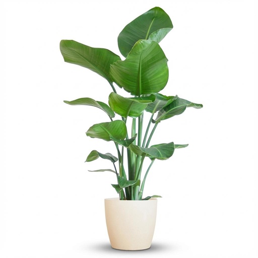 "Strelitzia Nicolai mit Potter-Topf weiß – 80 cm – Ø21 image"