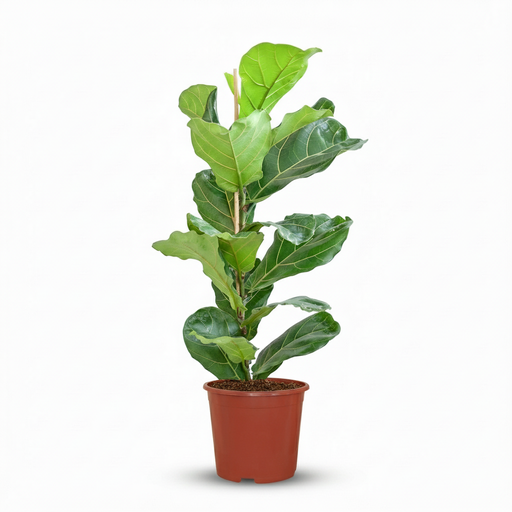 "Zimmerpflanze (Plante d'intérieur) – pflegeleichte Zimmerpflanze, Höhe ca. 21 cm image"