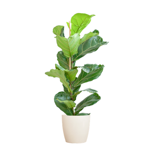 "Geigenfeige (Ficus lyrata) – pflegeleichte Zimmerpflanze, Höhe ca. 80 cm image"
