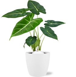 Alocasia Frydek - Ø12cm - ↕35cm + Pot Brussels D13,5x12,5cm - White
