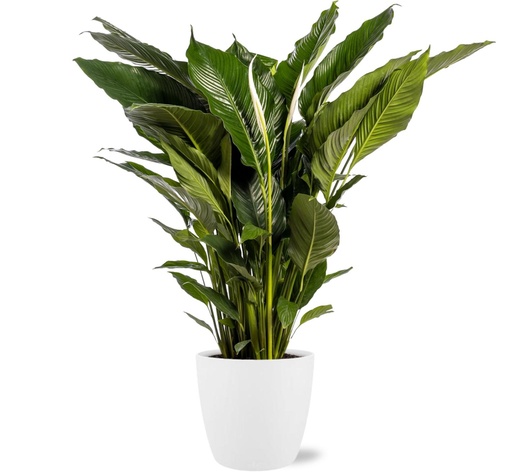 "Spathiphyllum Sweet Sebastiano - Ø24cm - ↕110cm + Pot Brussels D25x23cm - Weiß image"