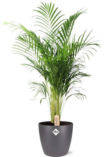"Dypsis Lutescens (Areca) - Ø24cm - ↕110cm + Pot Brussels D25x23cm - Anthrazit image"