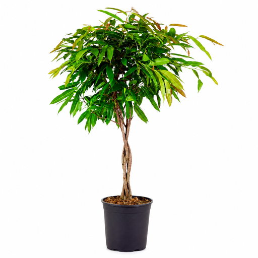 "Geigenfeige Amstel King (Ficus amstel) – pflegeleichte Zimmerpflanze, Höhe ca. 130 cm image"