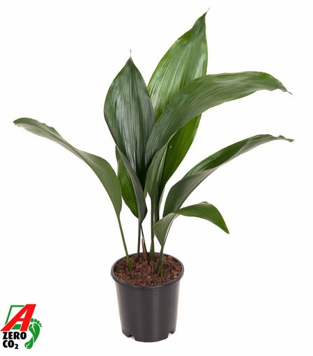 "Schusterpalme (Aspidistra elatior) – pflegeleichte Zimmerpflanze, Topf-Ø 13 cm, Höhe ca. 50 cm image"