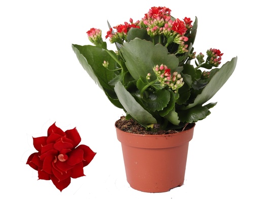 "Kalanchoe Rosalina Don Justino Rood - Ø12cm - ↕27cm image"