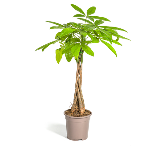 "Glückskastanie (Pachira aquatica) – pflegeleichte Zimmerpflanze, Topf-Ø 19 cm, Höhe ca. 19 cm image"