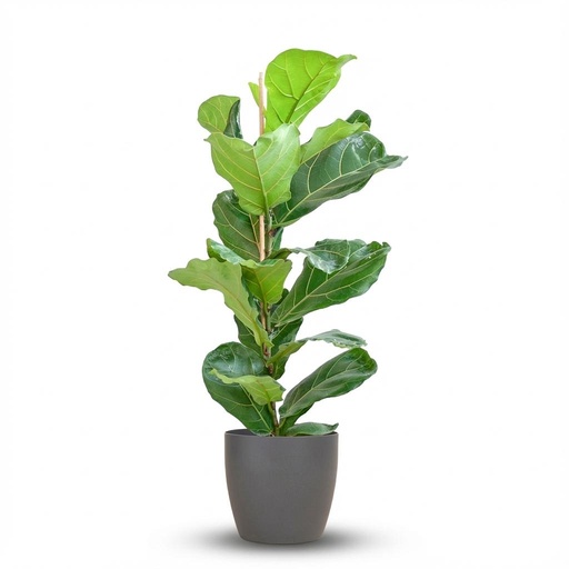 "Ficus Lyrata mit Potter-Topf Grau – 80 cm – Ø21 image"