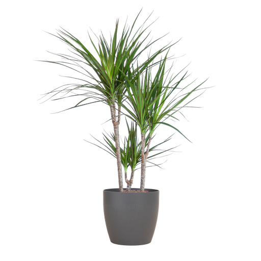 "Drachenbaum (Dracaena marginata) – pflegeleichte Zimmerpflanze, Höhe ca. 95 cm image"
