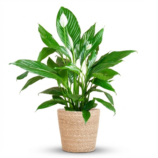 "Einblatt (Spathiphyllum wallisii) – pflegeleichte Zimmerpflanze, im Dekokorb, Höhe ca. 80 cm image"