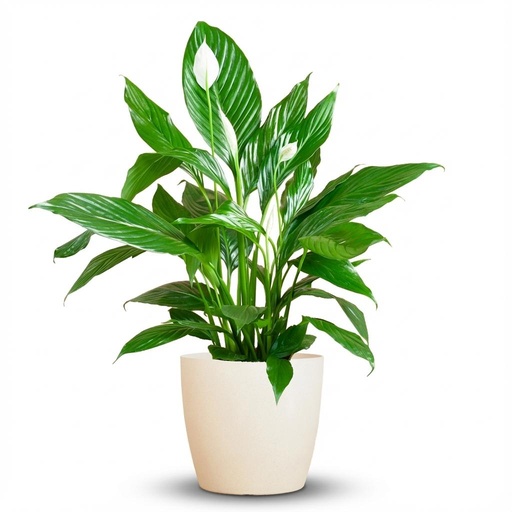 "Spathiphyllum mit Potter weiß – 80 cm – Ø21 image"