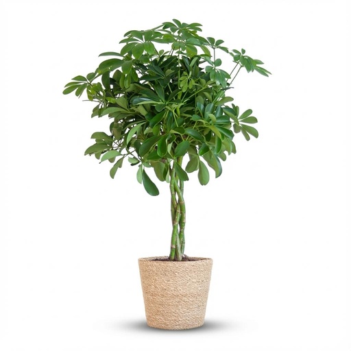 "Schefflera Arab Nora mit Korb Zeegras natur - 70cm - Ø21 image"