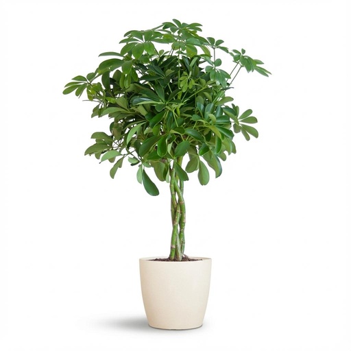 "Schefflera Arab Nora mit Potter weiß – 70 cm – Ø21 image"