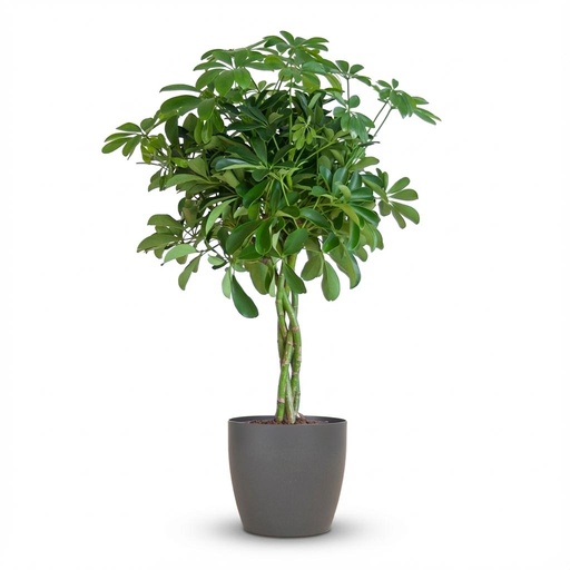 "Schefflera Arab Nora mit Potter grau – 70 cm – Ø21 image"