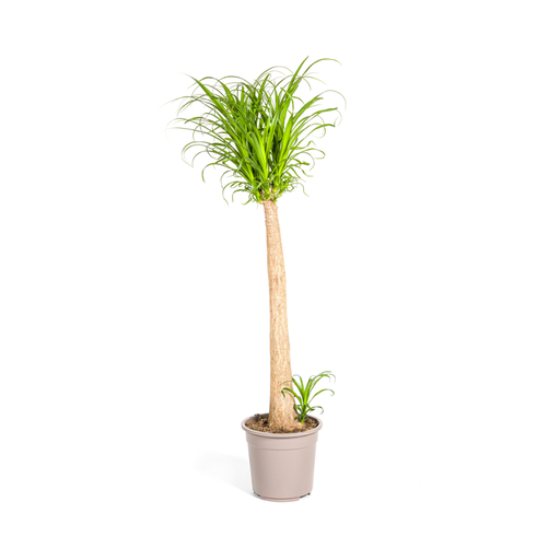 "Elefantenfuß (Beaucarnea recurvata) – pflegeleichte Zimmerpflanze, Topf-Ø 27 cm, Höhe ca. 27 cm image"