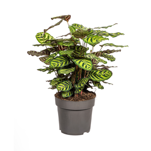"Calathea Makoyana Ø27cm - ↕60 - 80cm image"