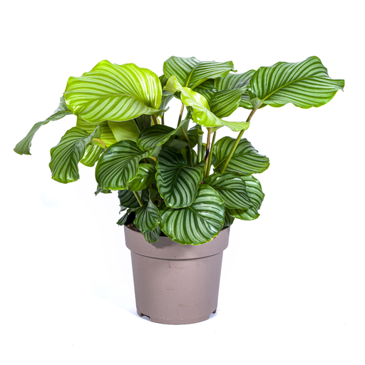"Rundblättrige Korbmarante (Calathea orbifolia) – pflegeleichte Zimmerpflanze, Topf-Ø 27 cm, Höhe ca. 27 cm image"