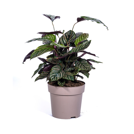 "Calathea Ornata Sanderiana Ø27cm - ↕60 - 80cm image"