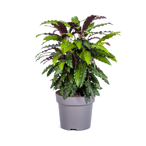 "Calathea Rufibarba Ø27cm - ↕60 - 80cm image"