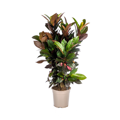 "Codiaeum 'Croton' Iceton Ø24cm - ↕80-100cm image"